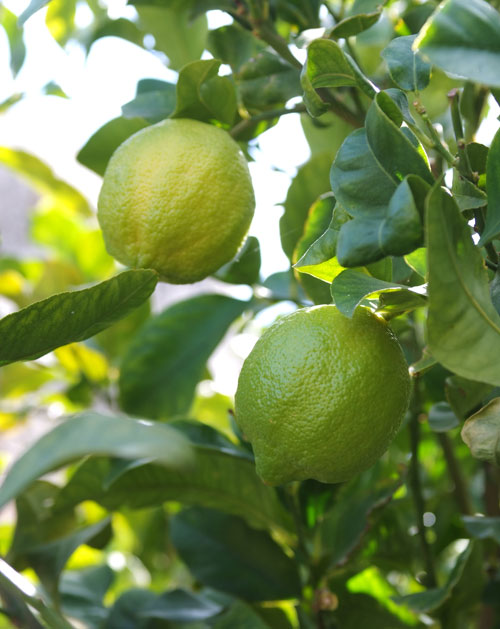 Giuseppe Murabito Limoni Lemons