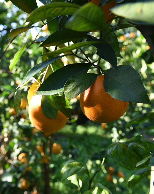 Giuseppe Murabito Arance Oranges