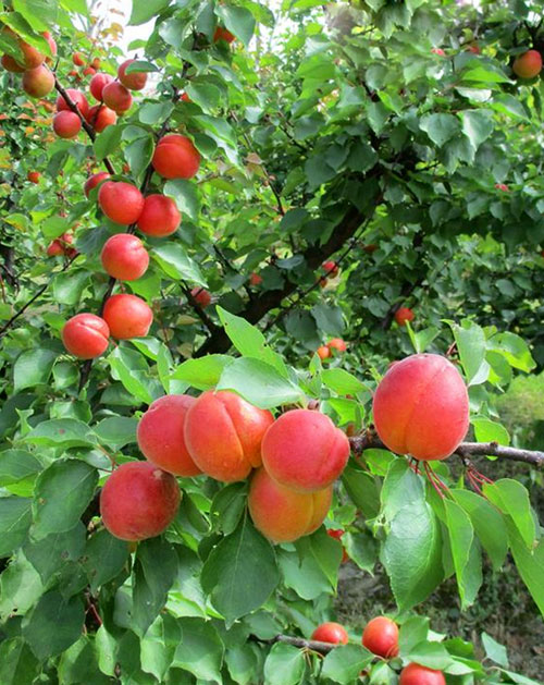 Giuseppe Murabito Apricots Pricia