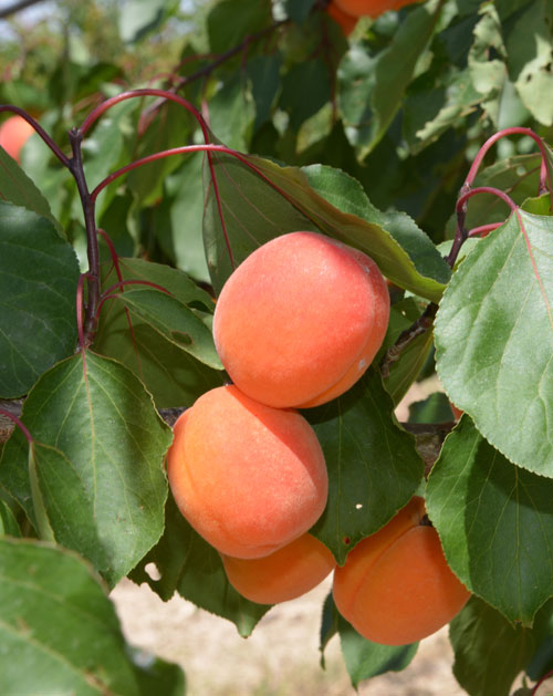 Giuseppe Murabito Apricots Rubista