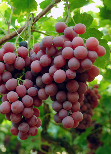 Giuseppe Murabito uva redglobe